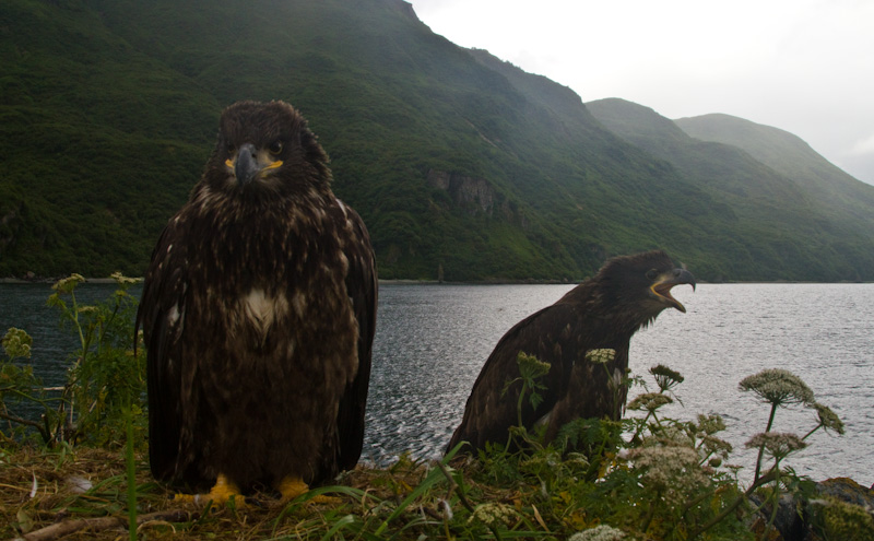 Bald Eagles